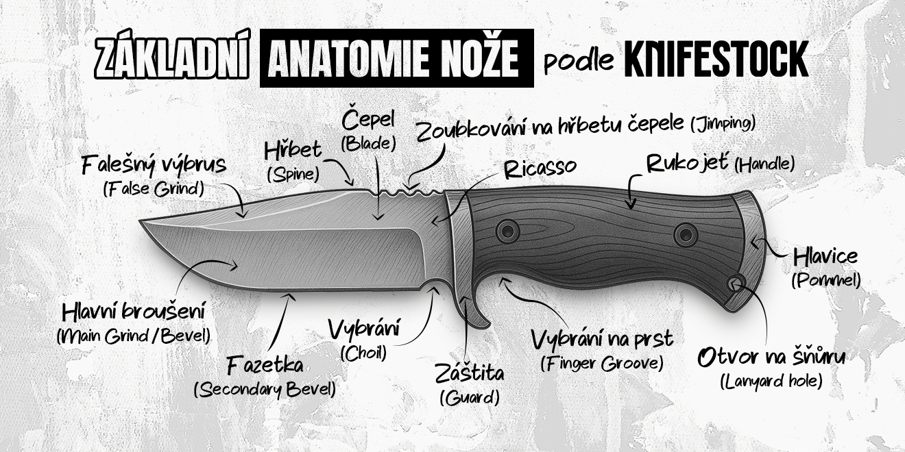 anatomia-noze